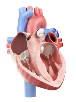 Heart Valve Replacement Surgery by OrangeCountySurgeons